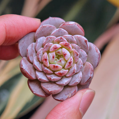 Echeveria Purple Rain Korean Succulent Plant