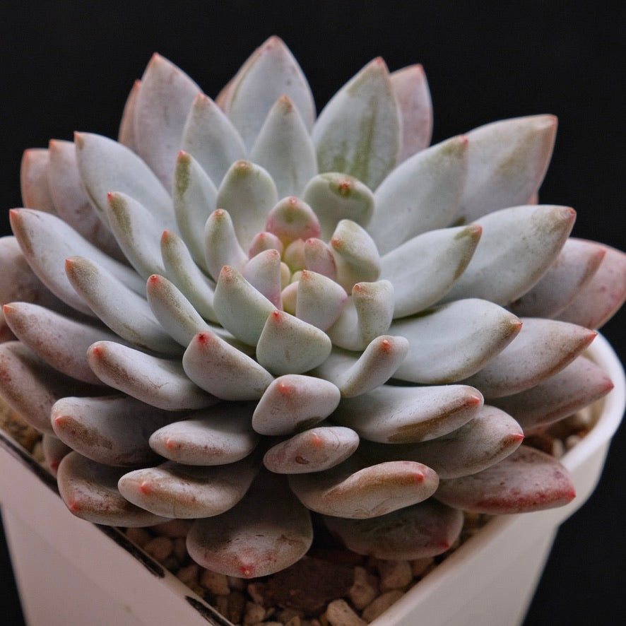 Big Echeveria Sweet Love Korean Succulent Plant *New*