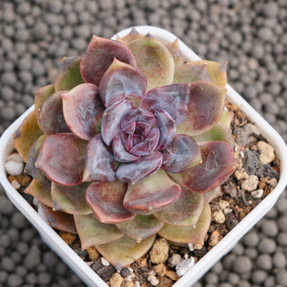 Echeveria Dark Chocolate Korean Succulent Plant