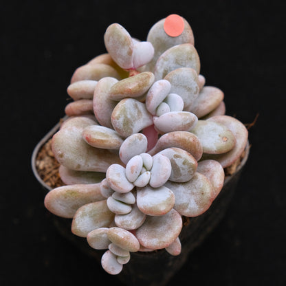 Graptoveria Lala Crest Korean Succulent Plant