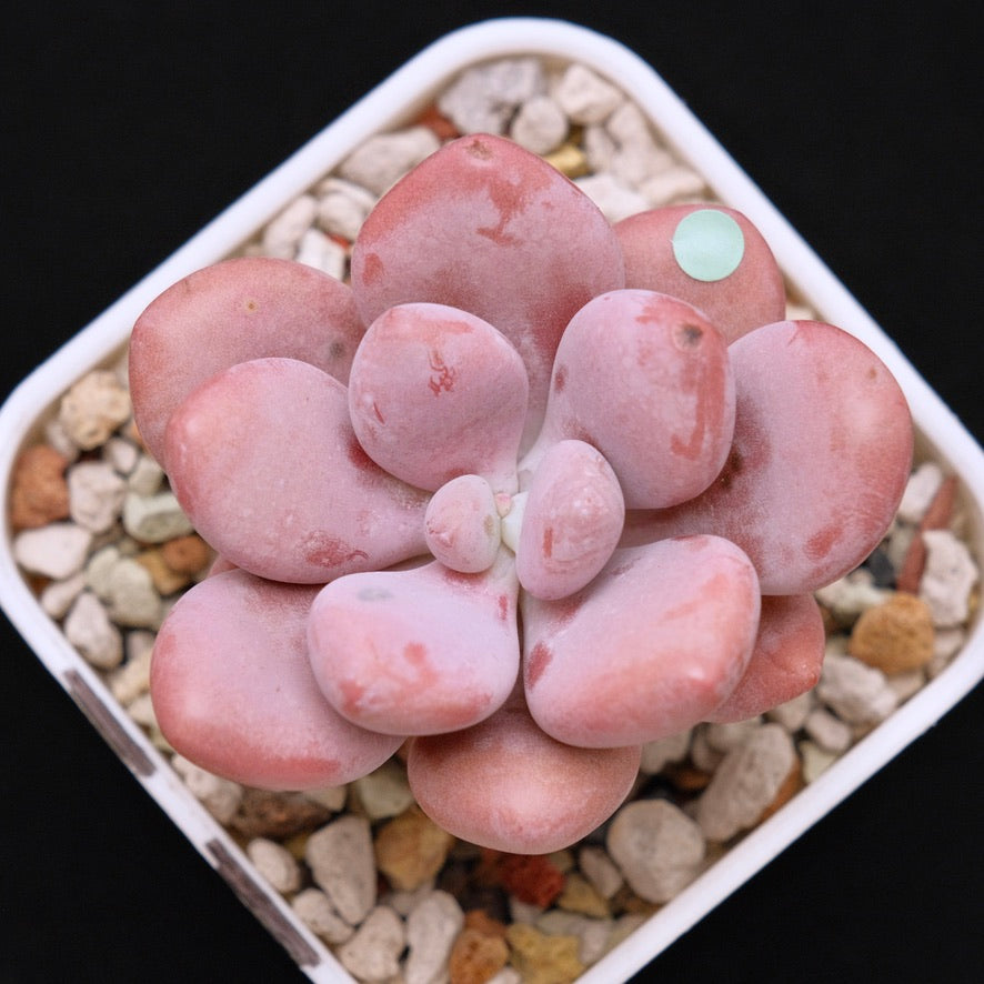 Graptopetalum Pink One Korean Succulent Plant