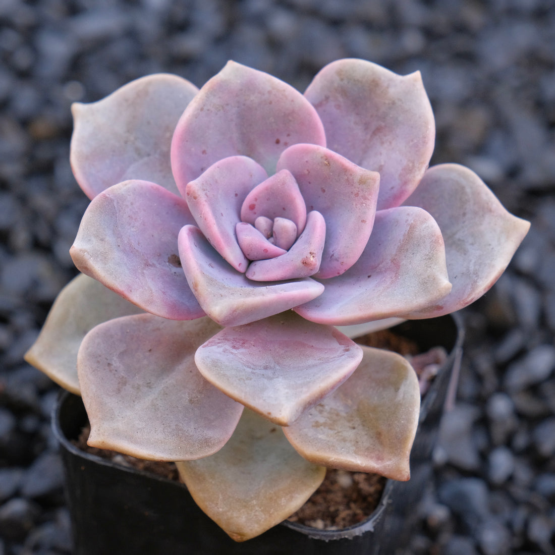 Graptoveria Purple Delight Locally Grown Succulent Plant