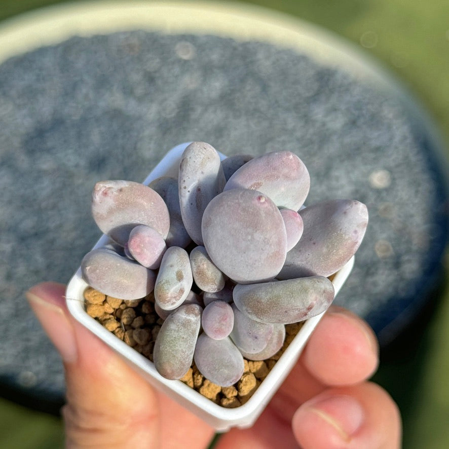 Pachyphytum oviferum Korean Succulent Plant