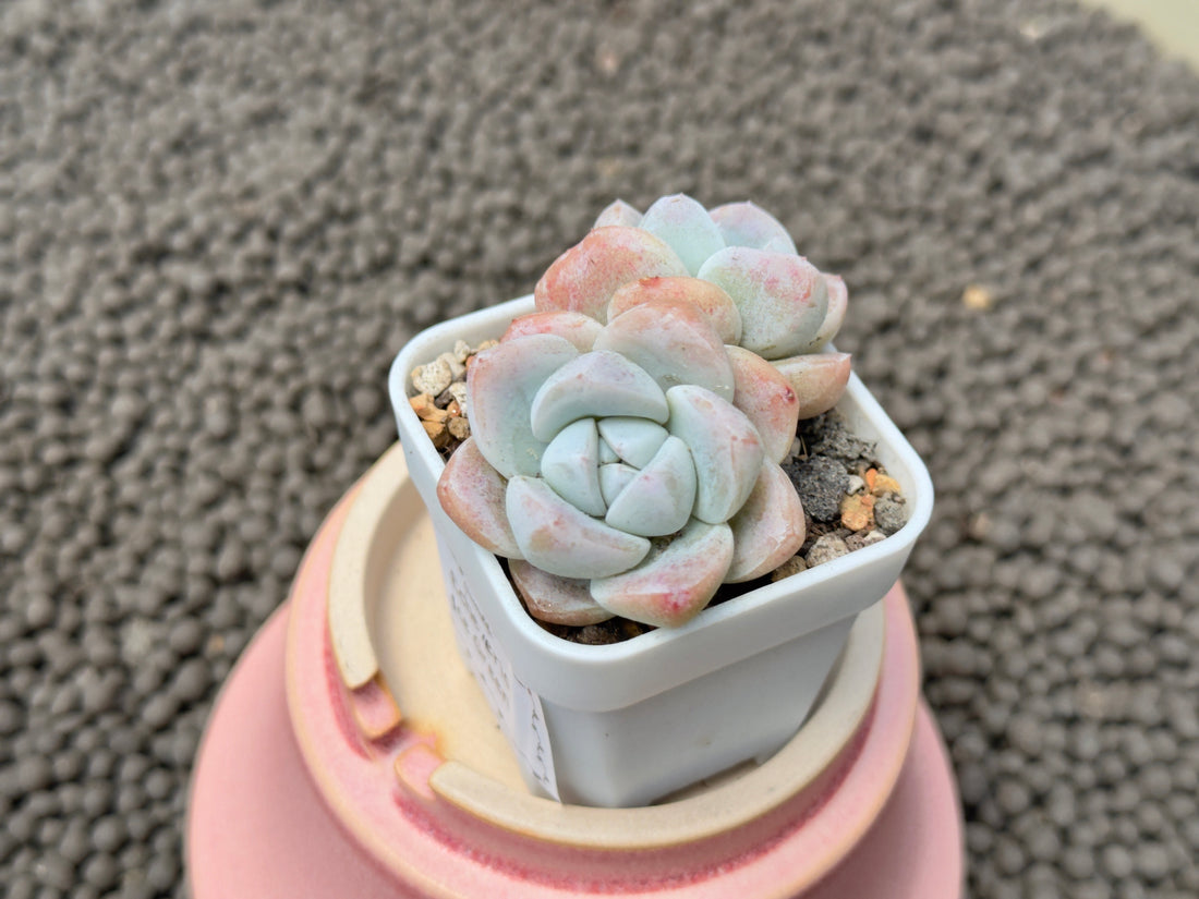 Echeveria Ice Green Imported Succulent Plant