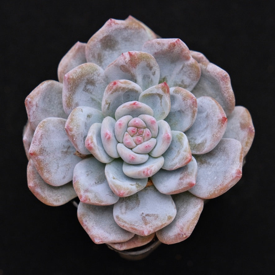 Echeveria Sweet Mint Korean Succulent Plant