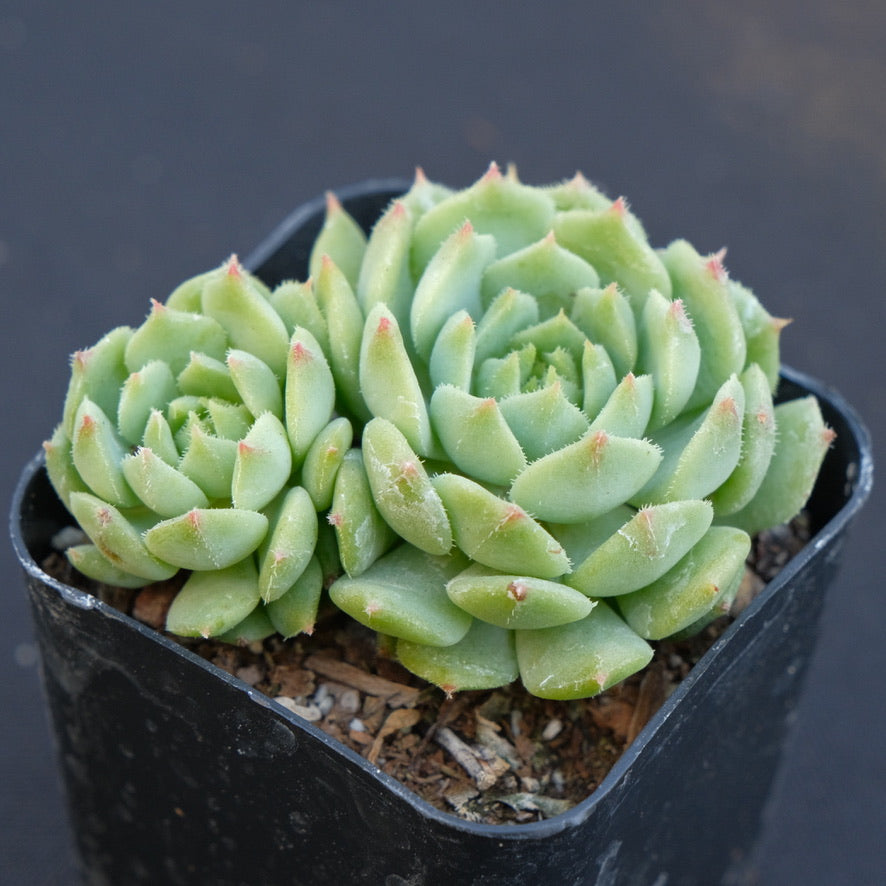 Echeveria Dondo Succulent Plant