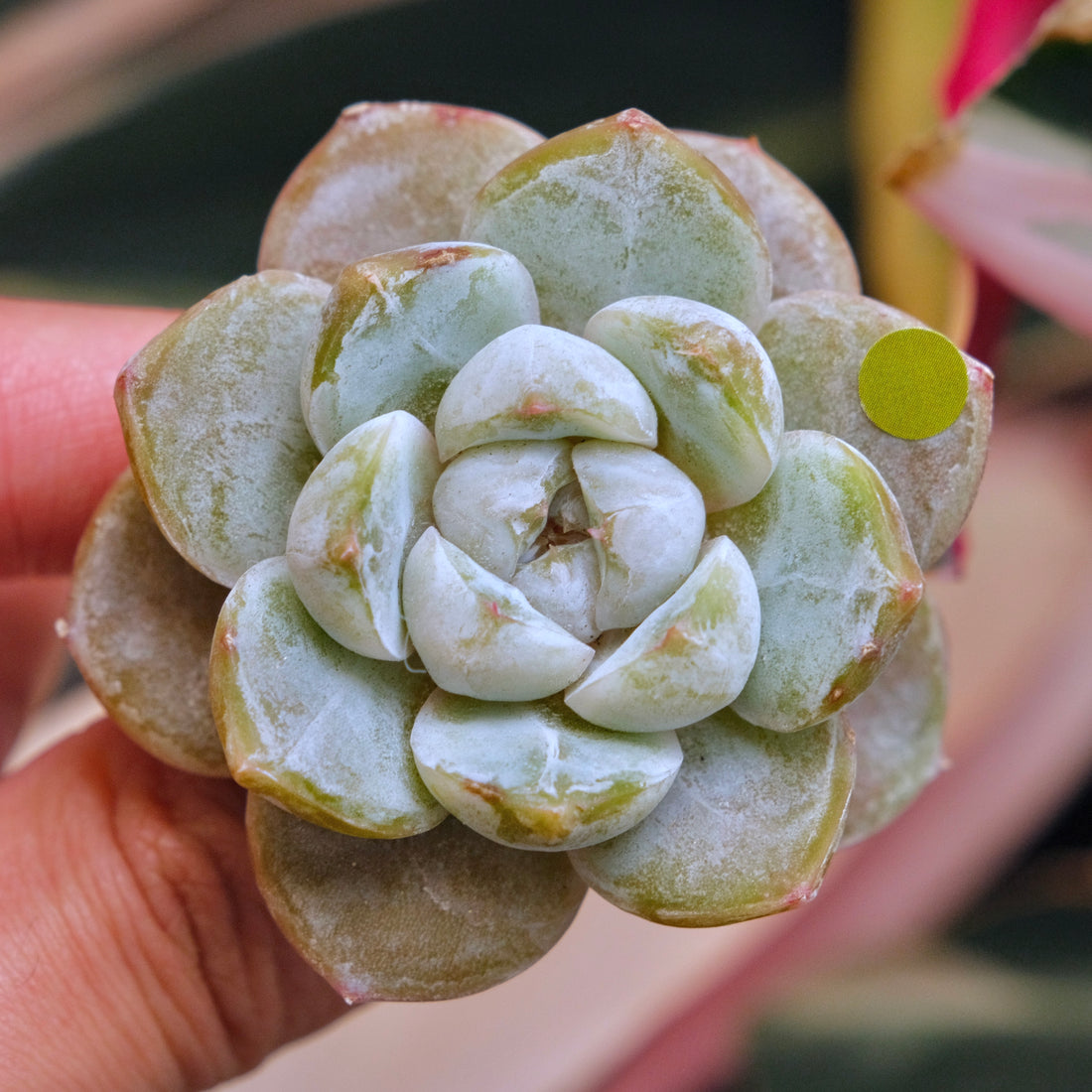 Echeveria Snow Flower Korean Succulent Plant *New*