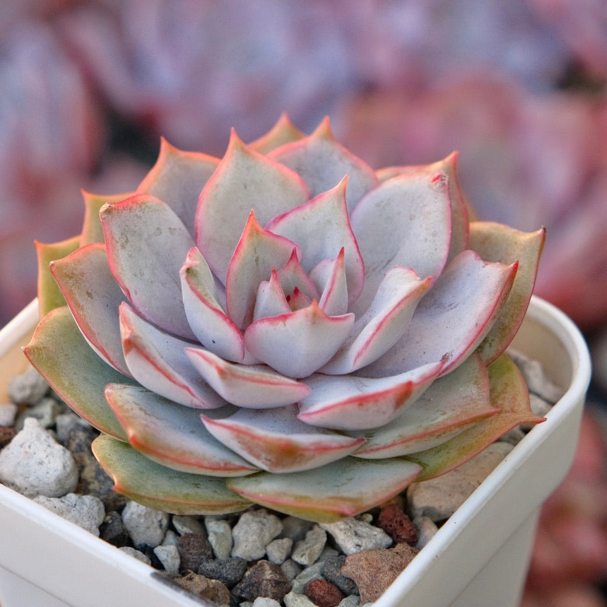 Echeveria Apricot Story Korean Succulent Plant *New*