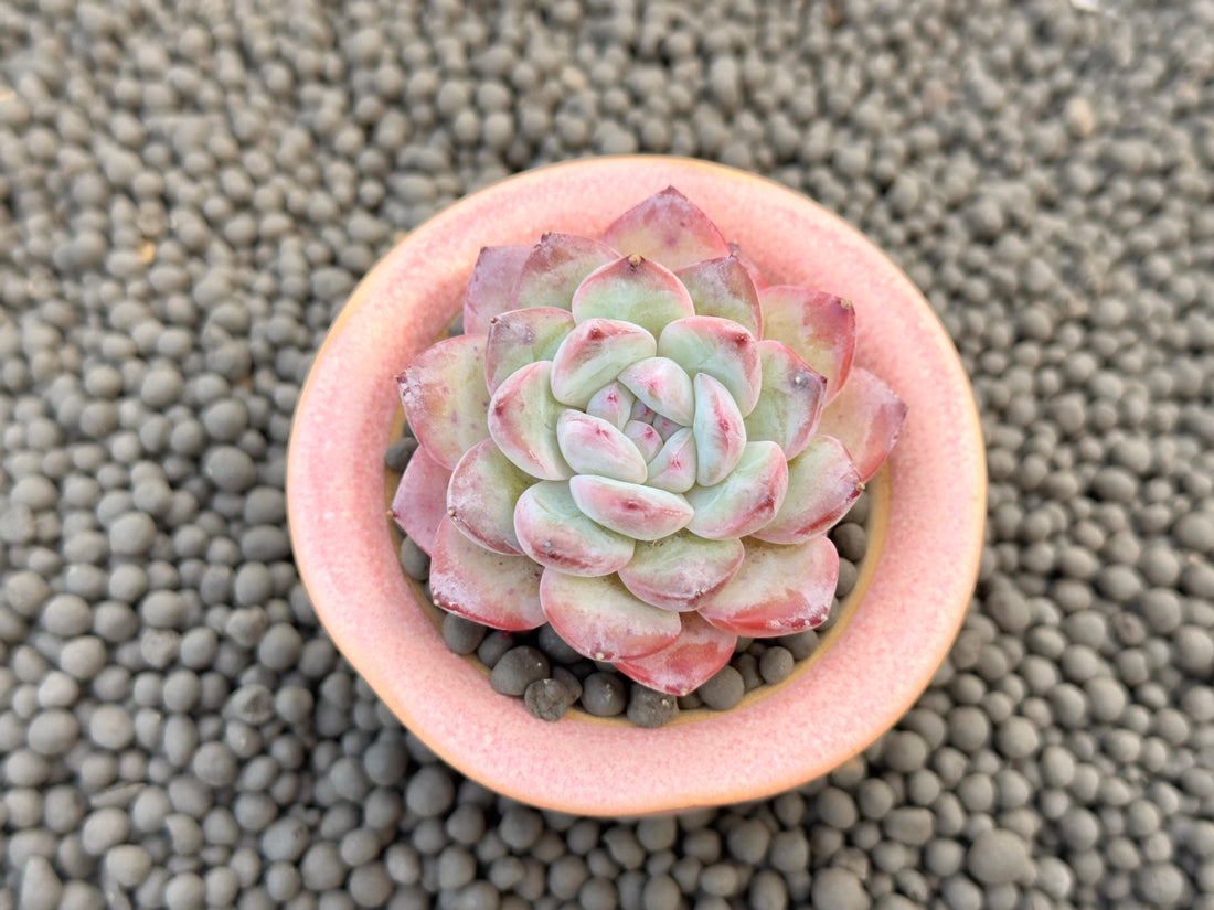 Echeveria Milk Rose Imported Succulent Plant