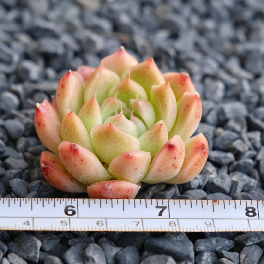 Echeveria hybrid Korean Succulent Plant
