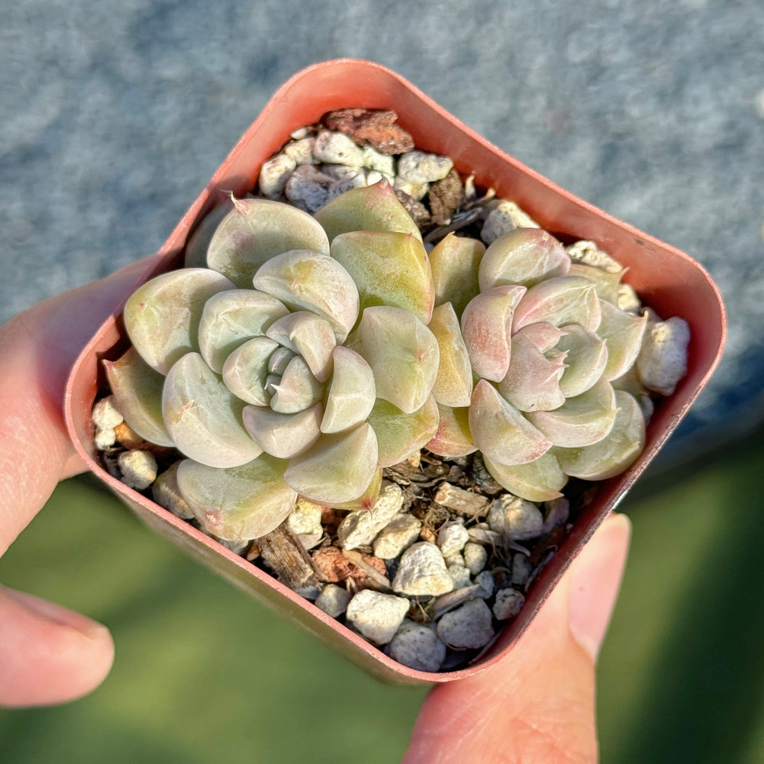 Echeveria Honey Diamond Korean Succulent Plant