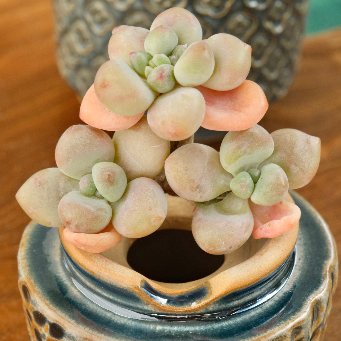 Graptosedum Cade Korean Succulent Plant Mam and Sister hybrid