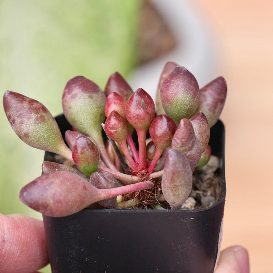 Adromischus Indian Clubs Korean Succulent Plant