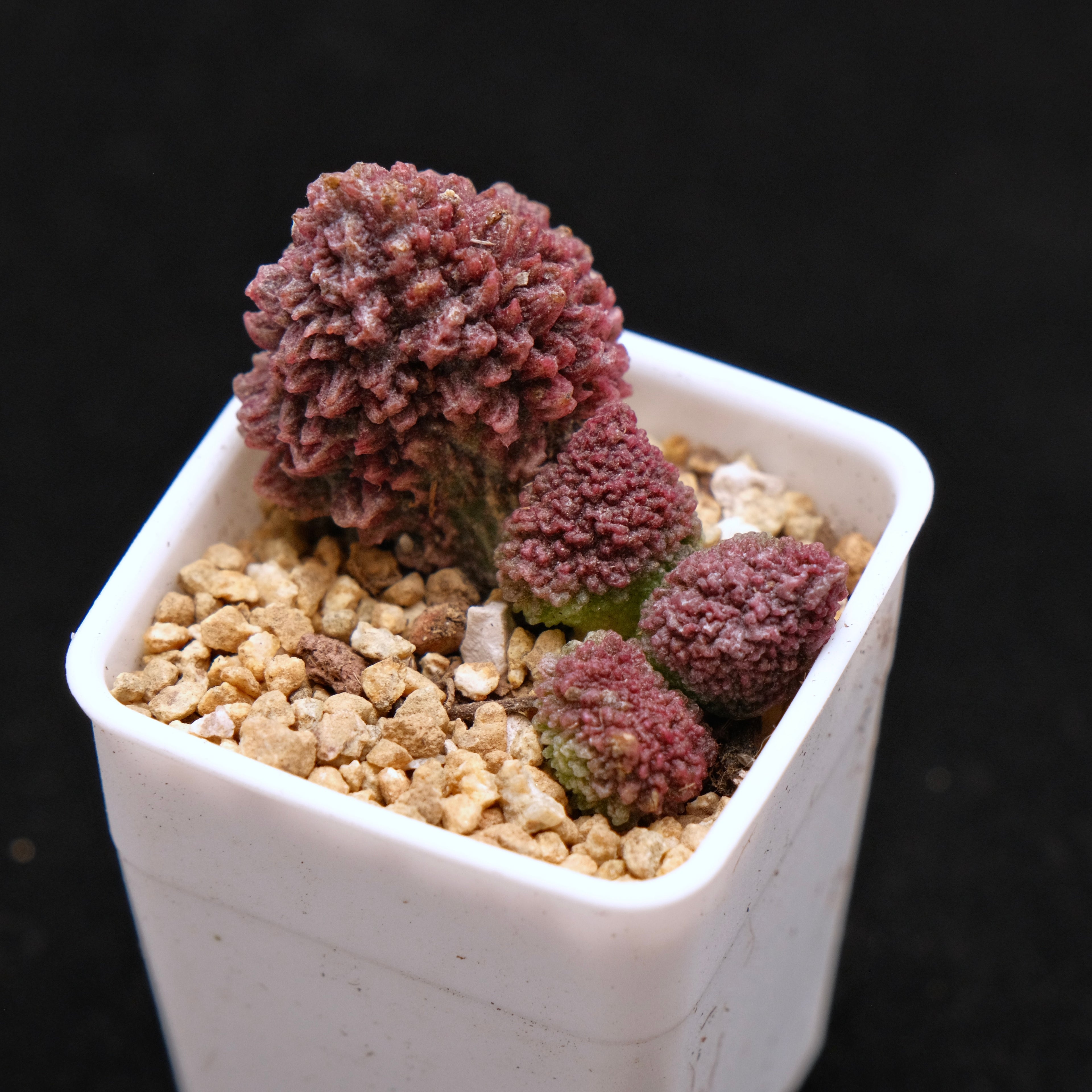 Adromischus herrei baby Korean Succulent Plant