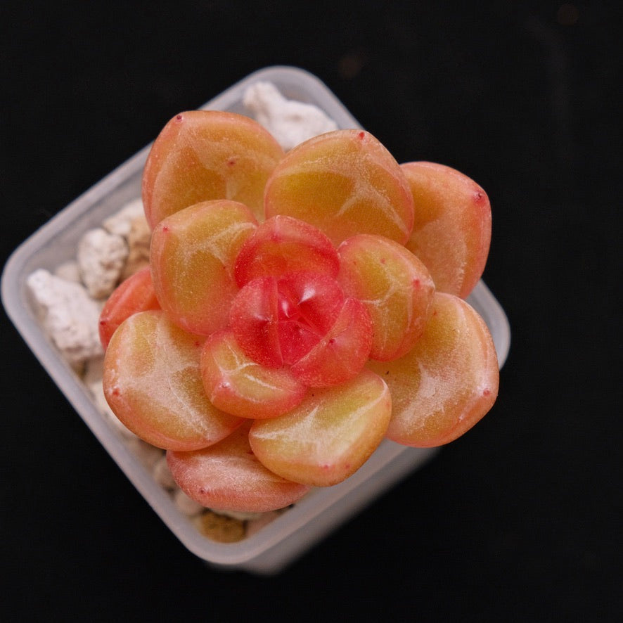 Echeveria Philon Korean Succulent Plant *New*