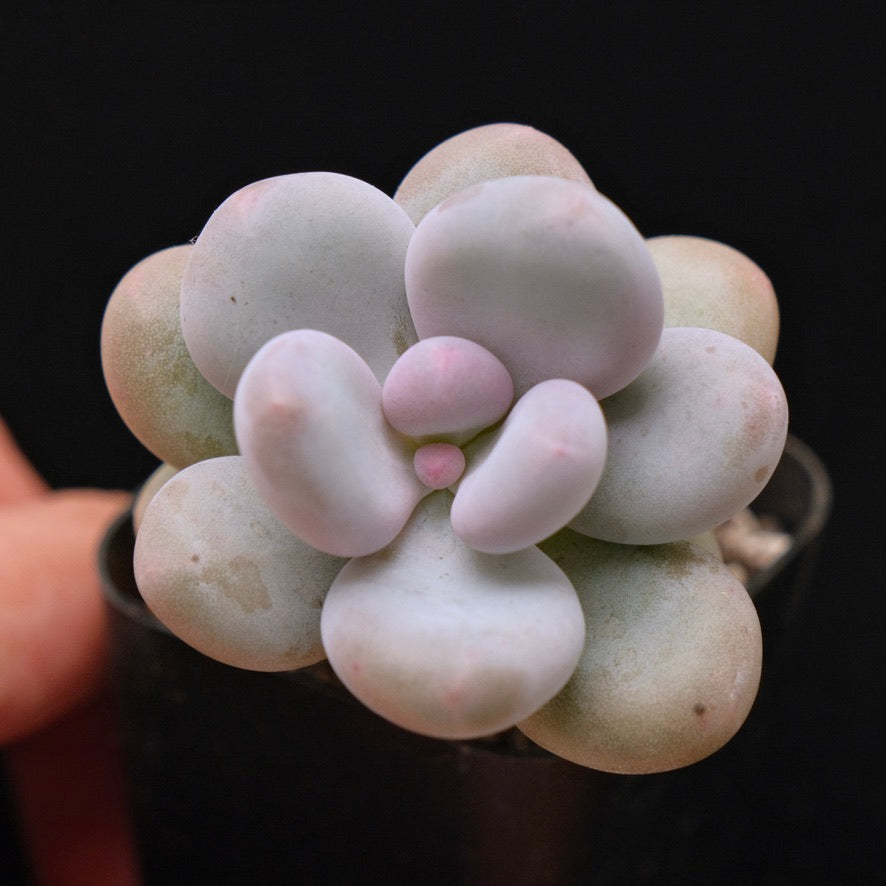 Pachyphytum Momobijin Korean Succulent Plant