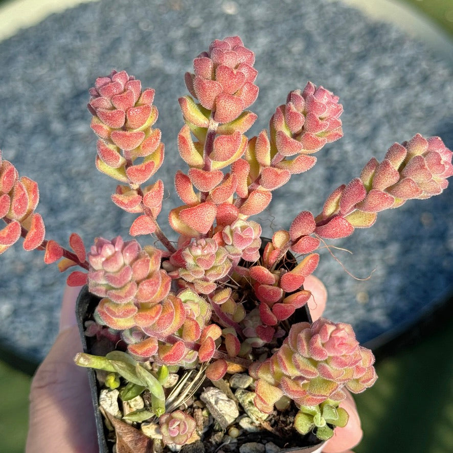 Sedum Versadense Succulent Plant