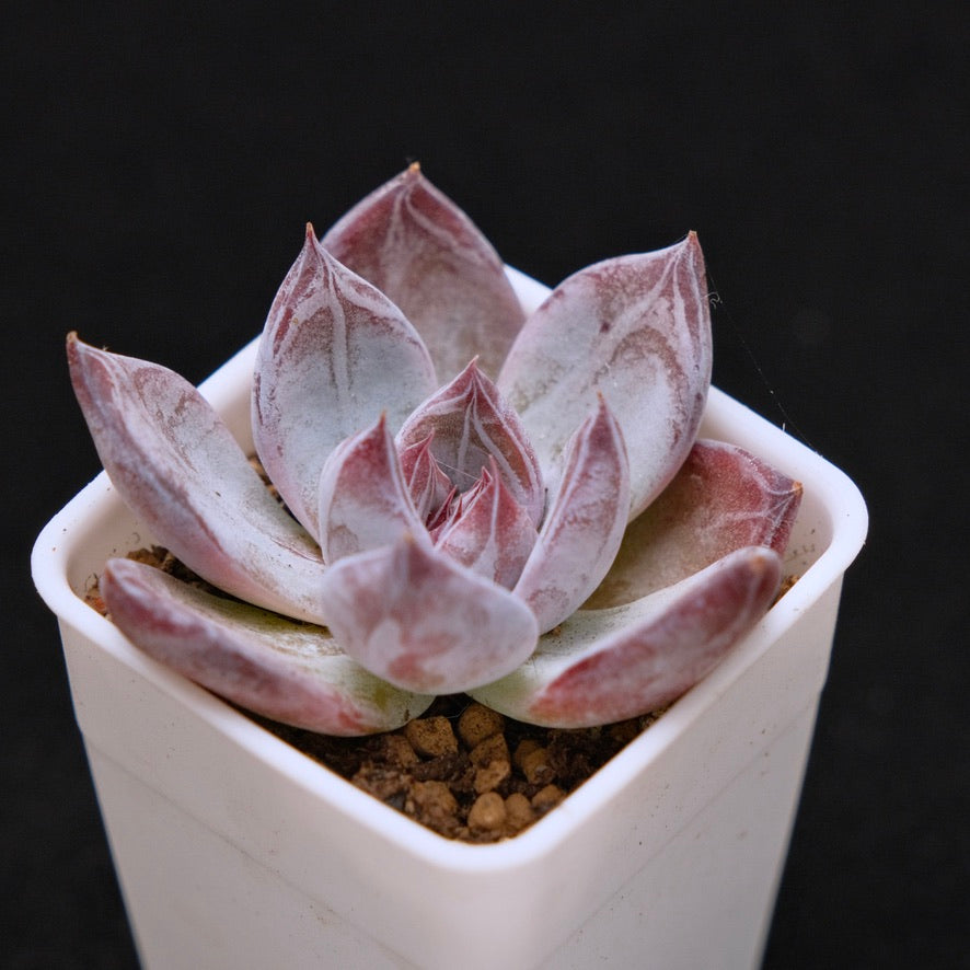 Echeveria Black Sabbath Korean Succulent Plant Air Magic Hybrid