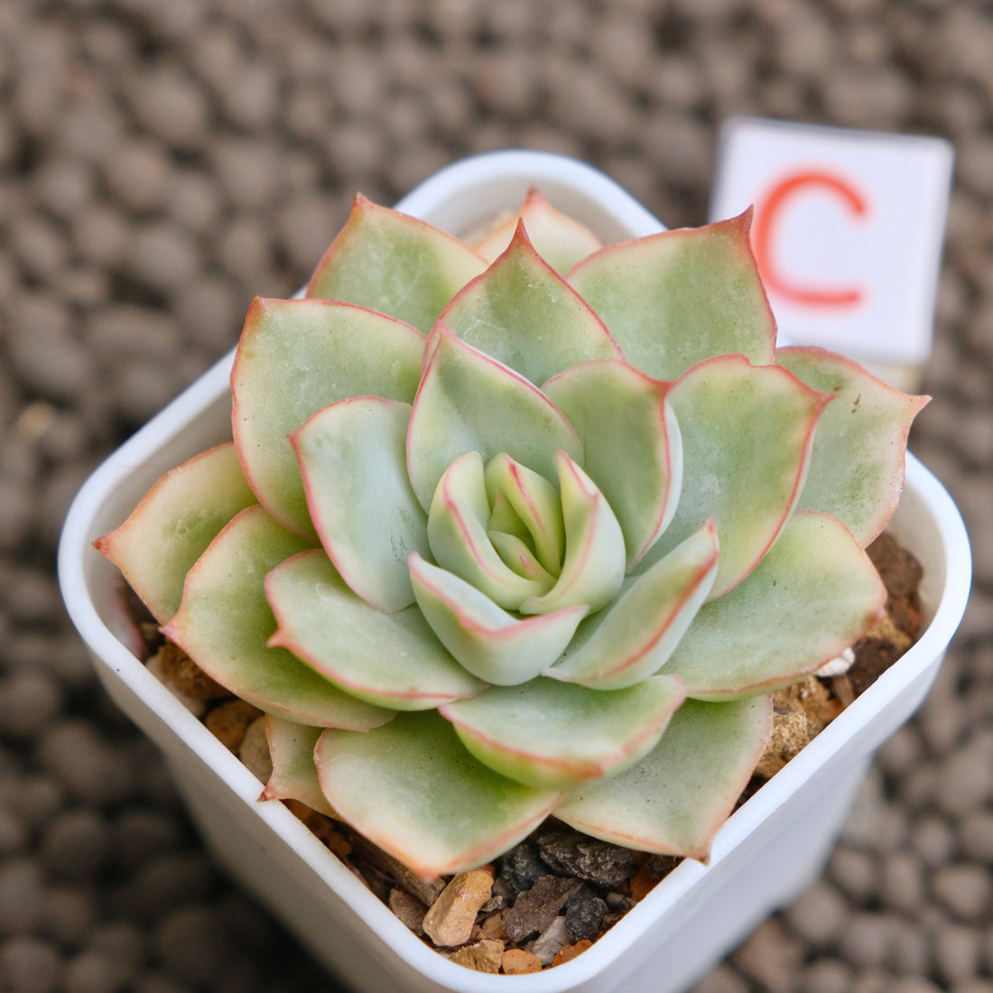 Variegated Echeveria Esther Imported Succulent Plant - C