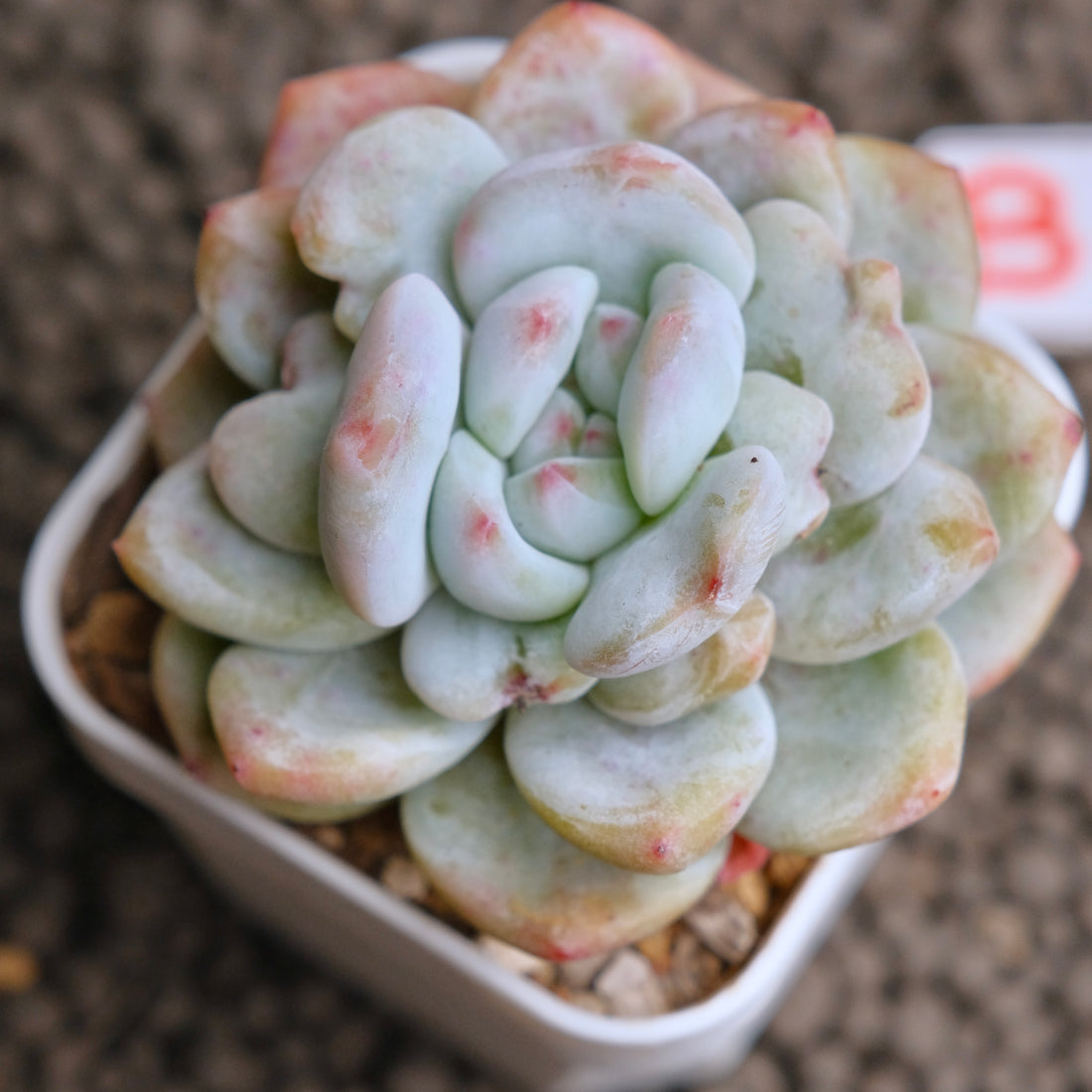 Monstrose Echeveria Monroe Imported Succulent Plant - B