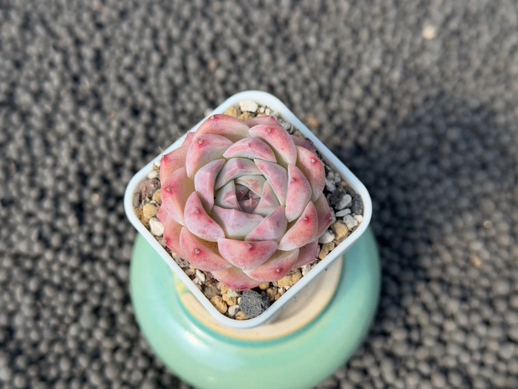 Echeveria Pink Lina Imported Succulent Plant