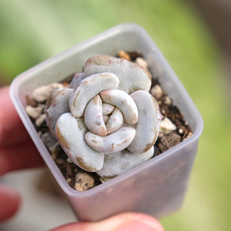 Echeveria Milk Purple Korean Succulent Plant Changhee hybrid