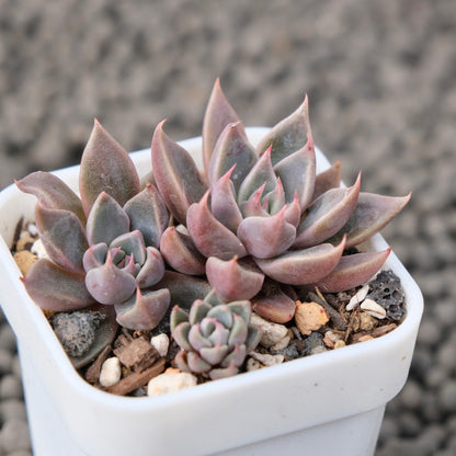 Graptoveria Resbi Korean Succulent Plant Air Magic Hybrid