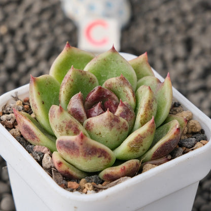 Echeveria Black Edge Korean Succulent Plant Changhee Hybrid