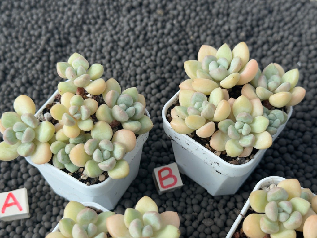 Graptosedum Bubble Gum Imported Succulent Plant