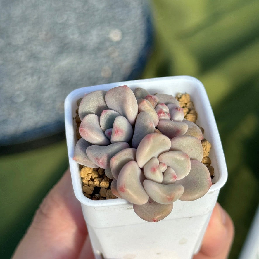 Graptoveria Pink Rosa babies Korean Succulent Plant Hwaga hybrid