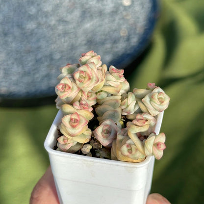 Variegated Crassula Fantasy Korean Succulent Plant