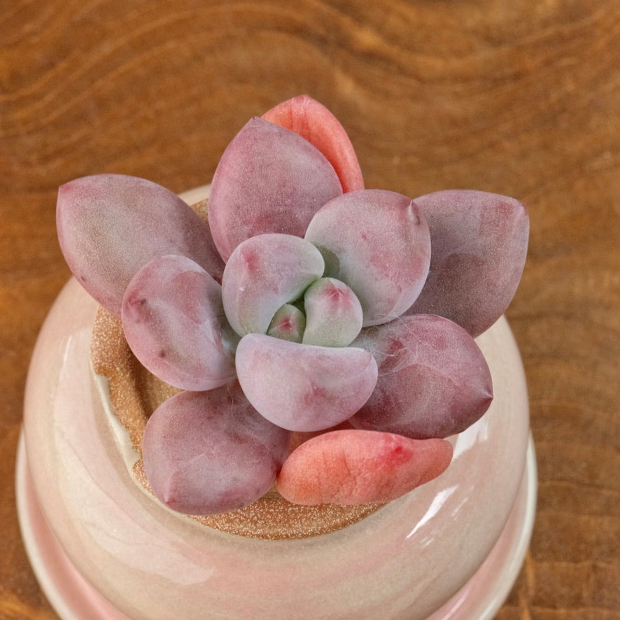 Graptoveria Diamante Rosa Korean Succulent Plant