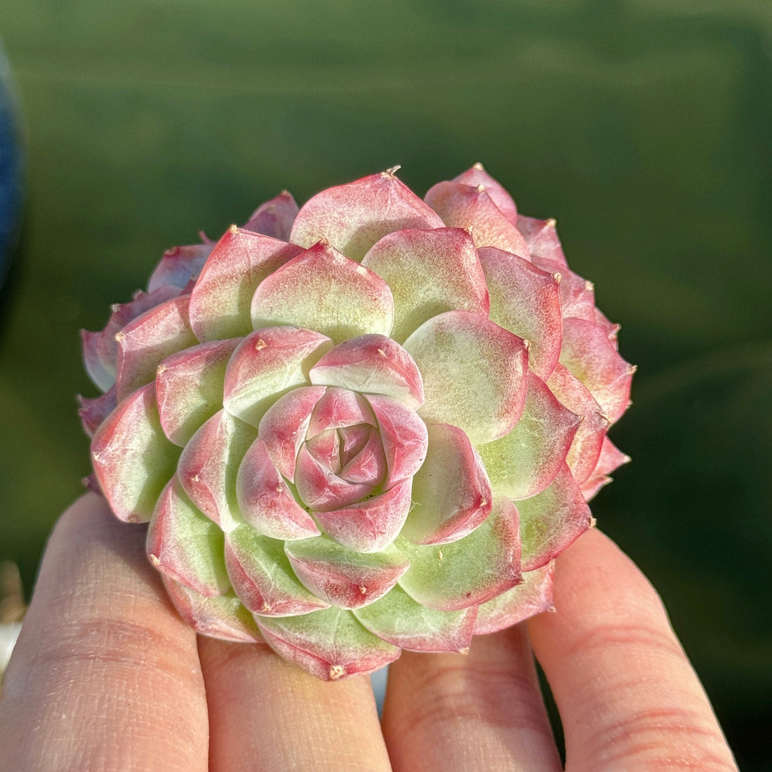 Echeveria Pink Shadow Korean Succulent Plant B *New*