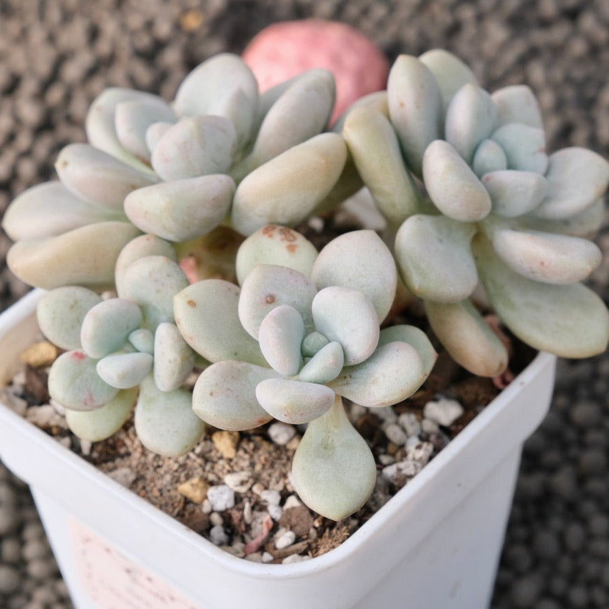 Graptoveria White Americano Korean Succulent Plant