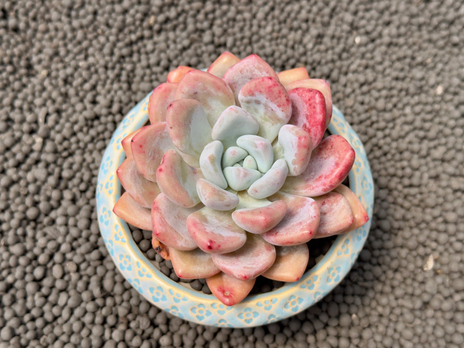 Graptoveria amethystinum x Monroe Imported Succulent Plant