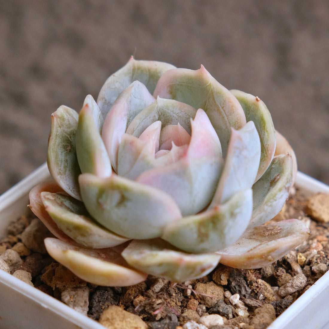 Variegated Echeveria Blue Surprise Korean Succulent Plant