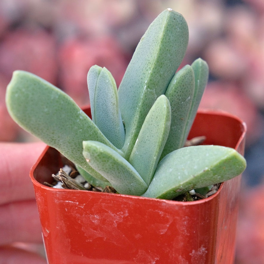 Cheiridopsis Candidissima Lobster Claw Succulent Plant