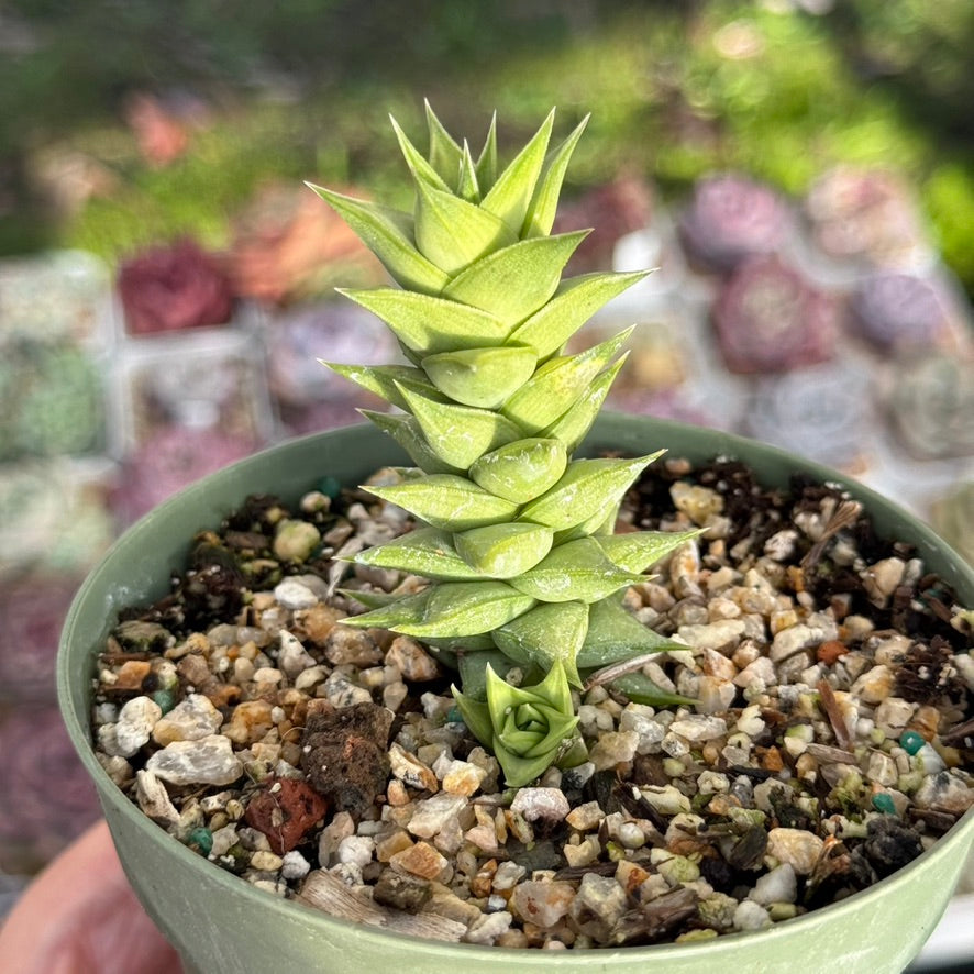 Astroloba spiralis Rare Succulent Plant