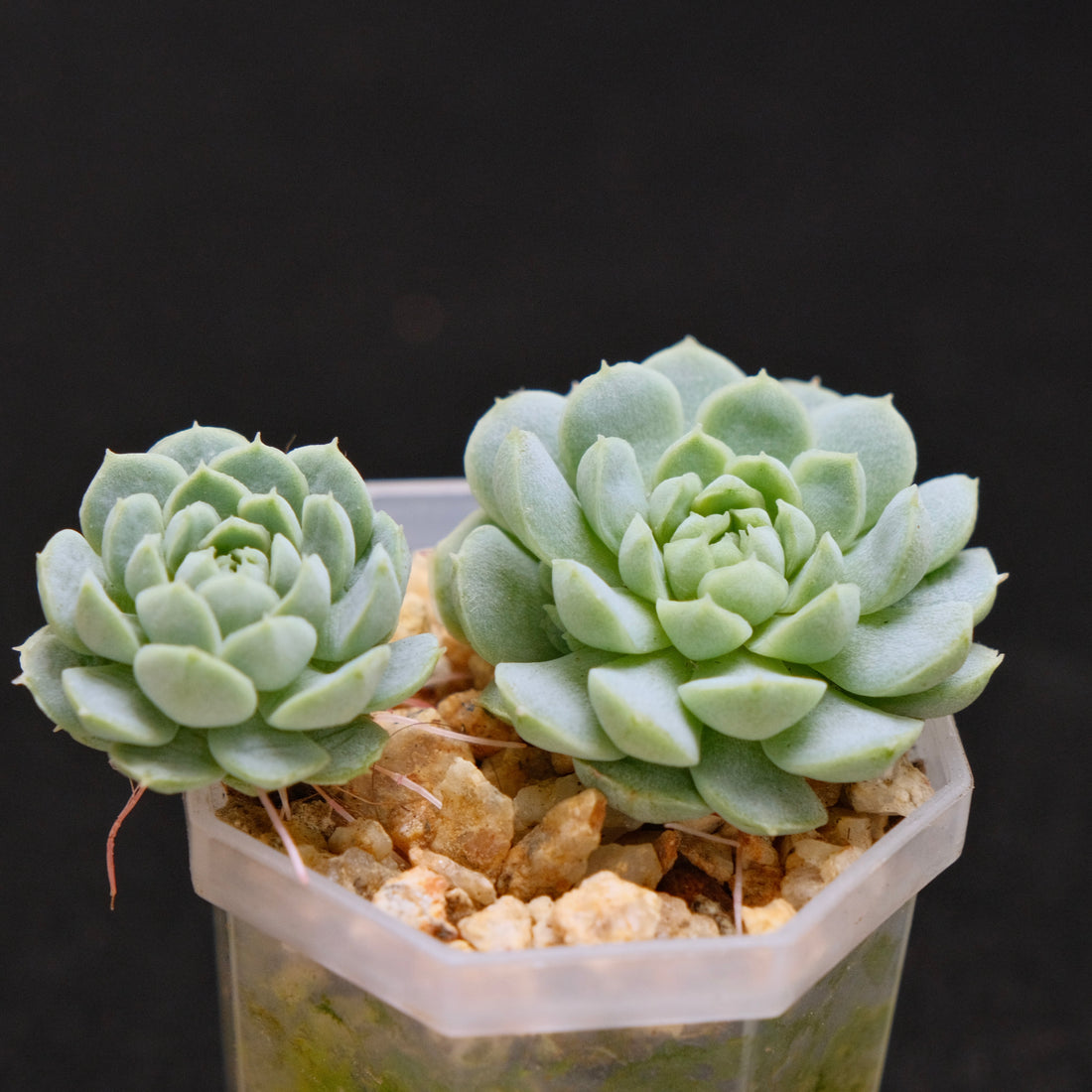 Echeveria Sugar Princess babies Korean Succulent Plant