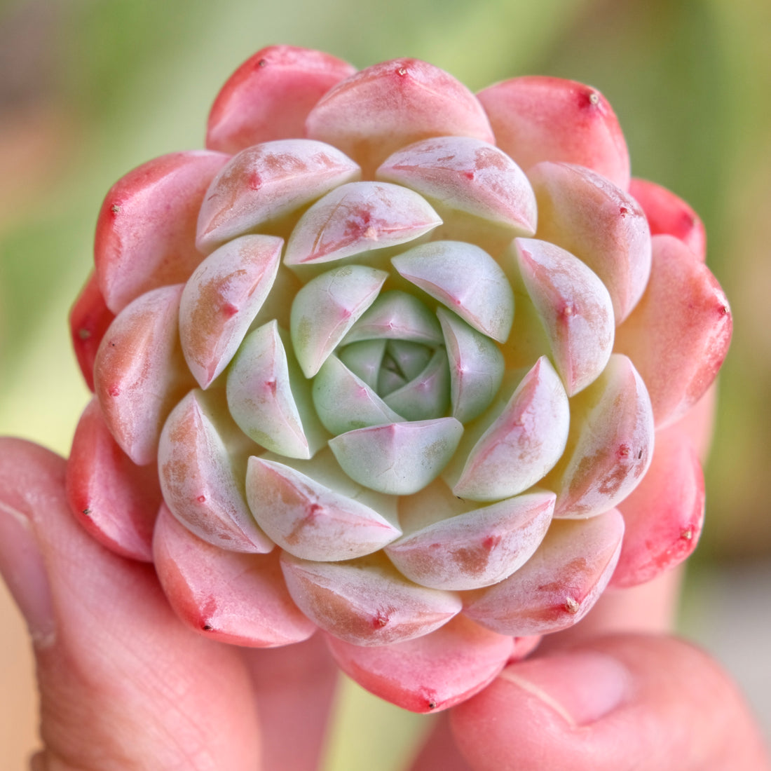 Mystery Hybrid Imported Succulent Plant