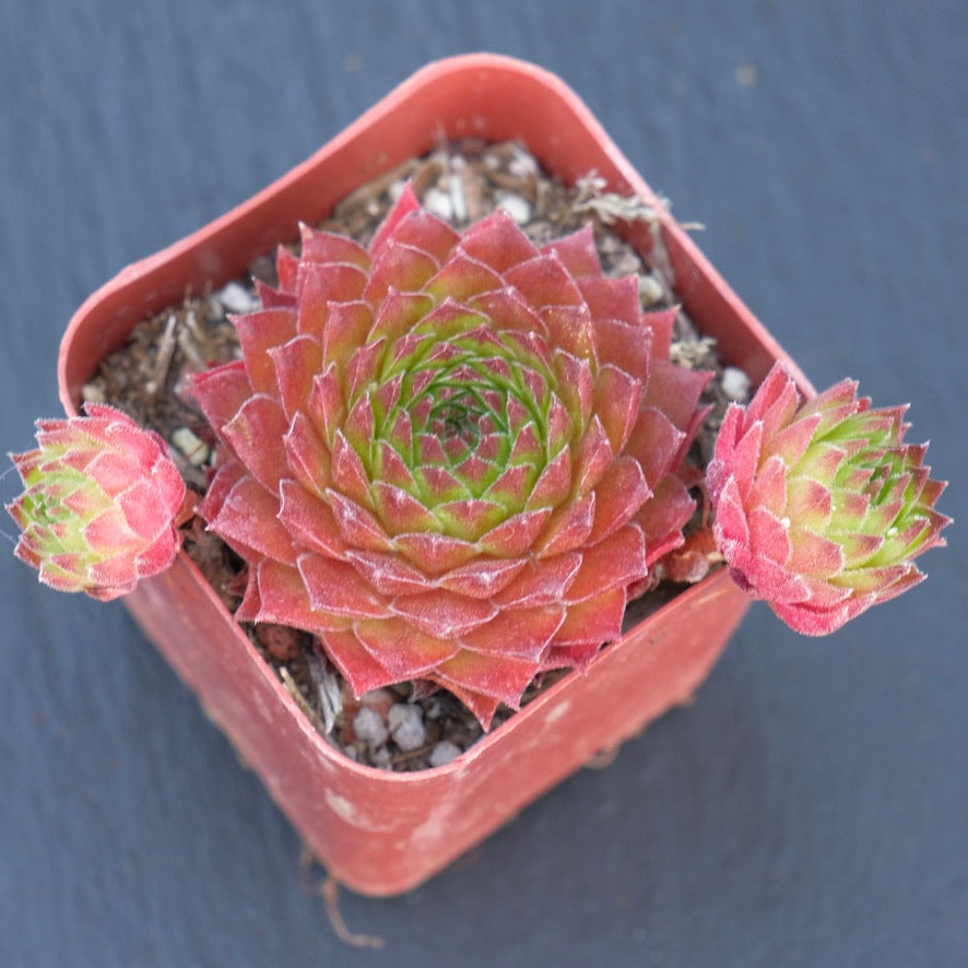 Sempervivum sp Succulent Plant