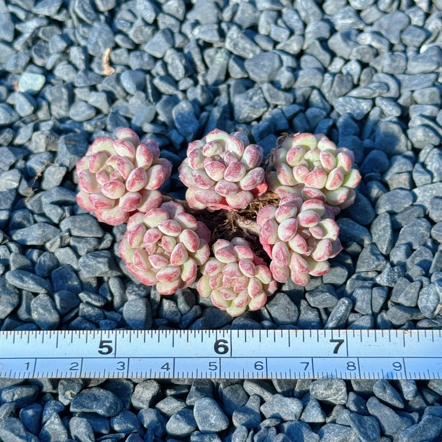 Graptoveria Pearl Bean Succulent Plant