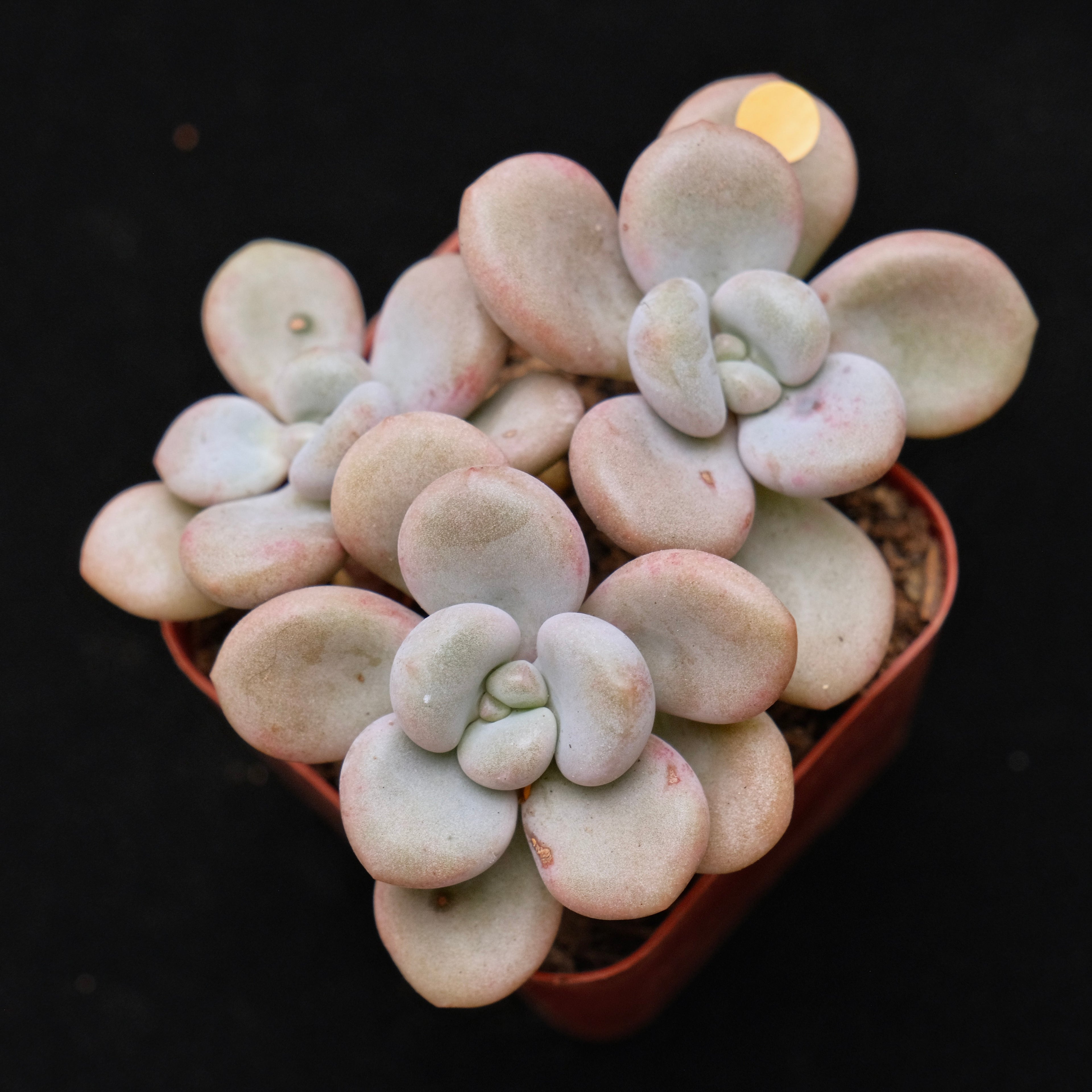 Graptoveria White Americano Korean Succulent Plant