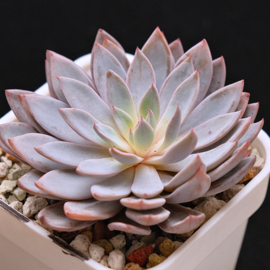 Graptoveria Lulu Korean Succulent Plant