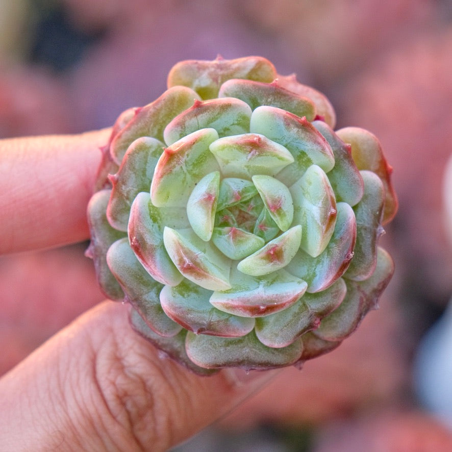 Echeveria Red Chocolate Ball Korean Succulent Plant *New*