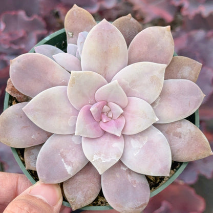 Graptopetalum Superbum Succulent Plant