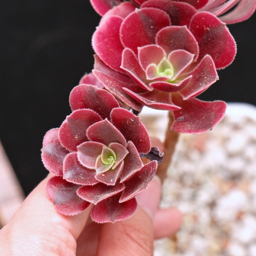 *Rare* Aeonium Pink Witch Variegated Korean Succulent Plant 粉女巫锦