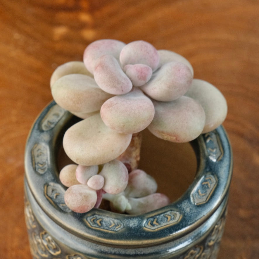 Graptoveria White Americano Korean Succulent Plant