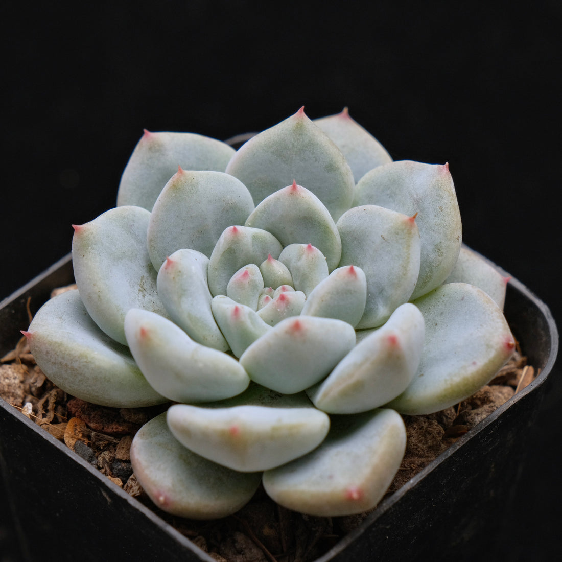 Pachyveria Apple Pink Korean Succulent Plant