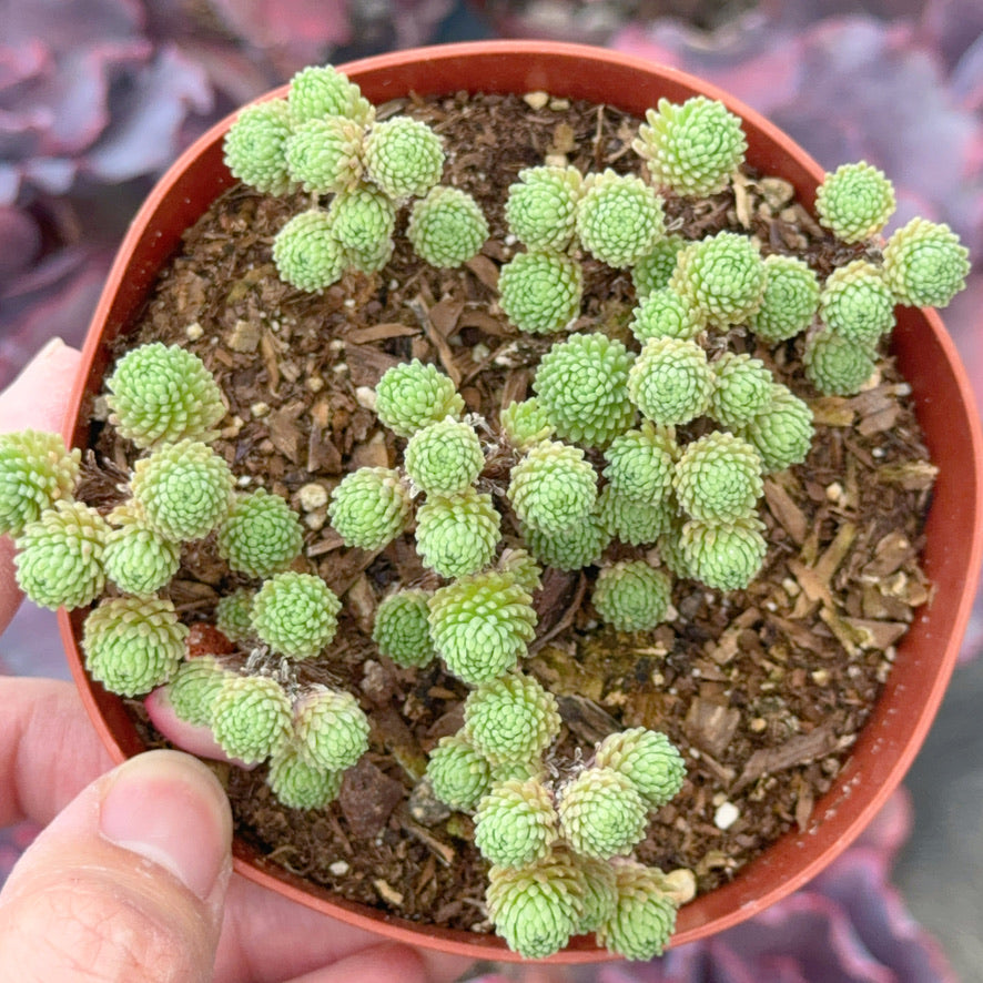 Sedum multiceps Succulent Plant